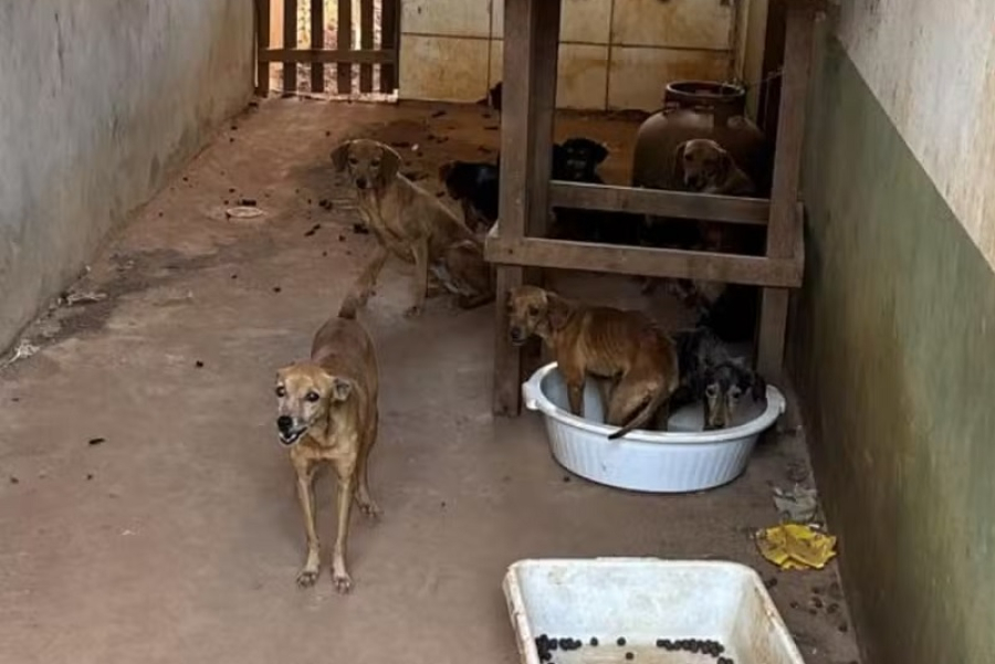 20 cachorros e 5 gatos são resgatados em estado de desnutrição
