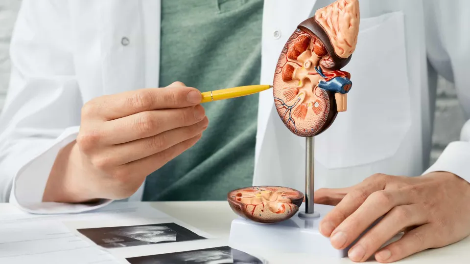 Cinco sinais silenciosos da doença renal crônica que não deve ignorar